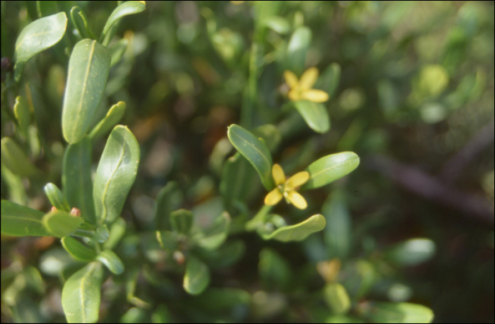 Daphne laureola L.