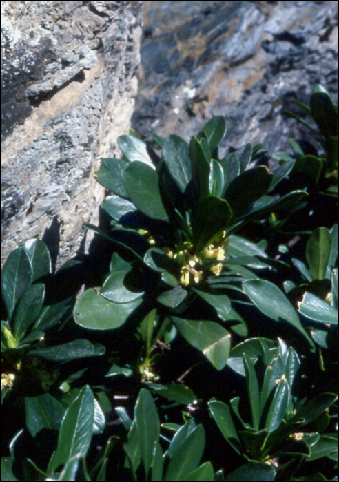 Daphne laureola L.