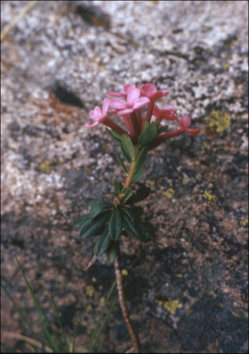 Daphne striata Tratt.