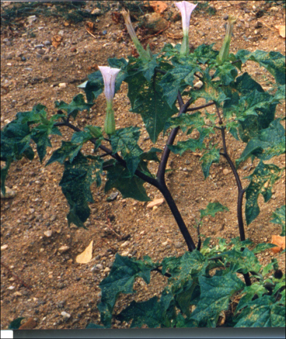 Datura stramonium L.