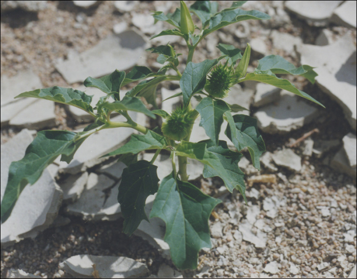 Datura stramonium L.