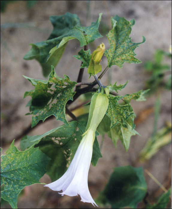 Datura stramonium L.