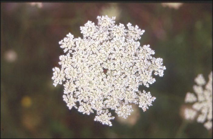 Daucus carota L.