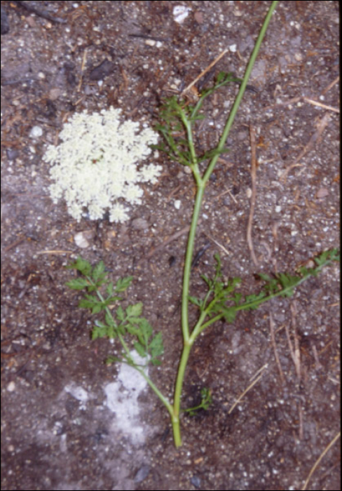 Daucus carota L.