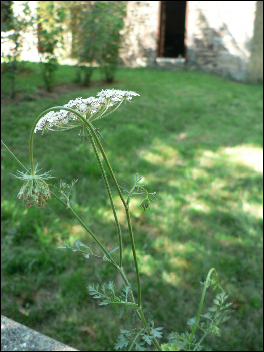 Daucus carota L.