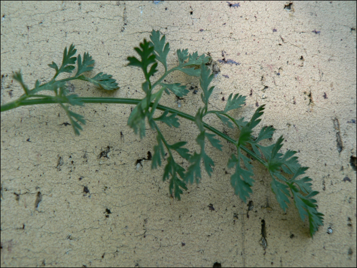 Daucus carota L.