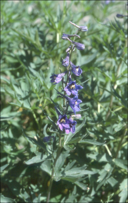 Delphinium elatum L.