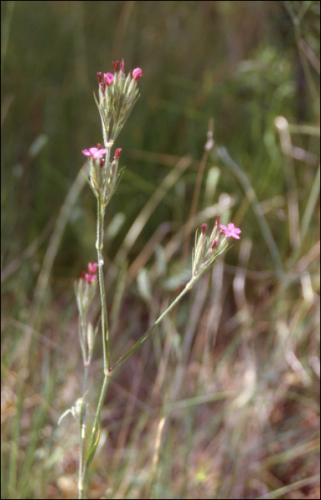 Dianthus armeria