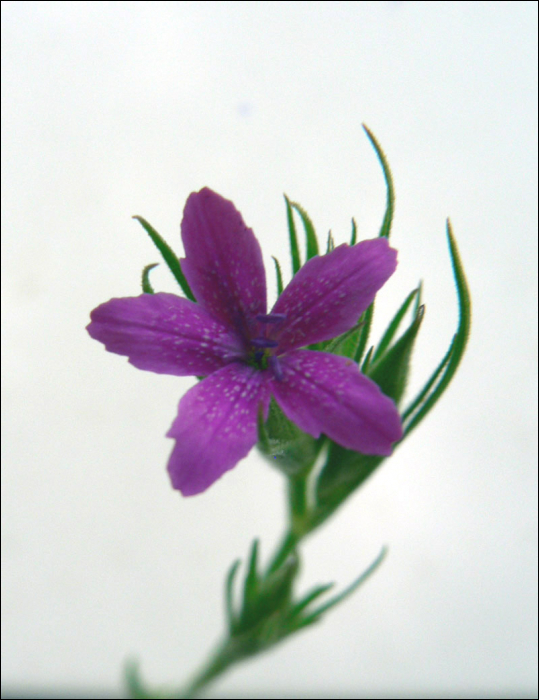 Dianthus armeria