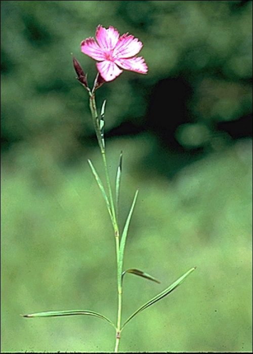 Dianthus carthusianorum L.