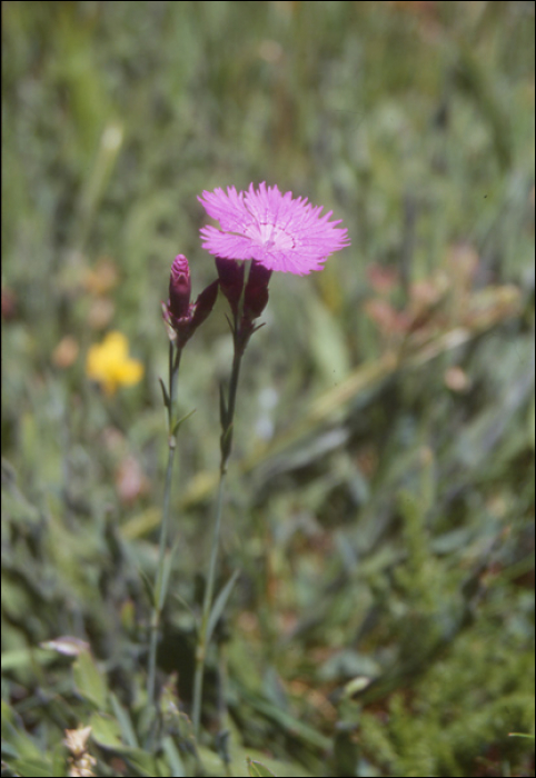 Dianthus carthusianorum L.