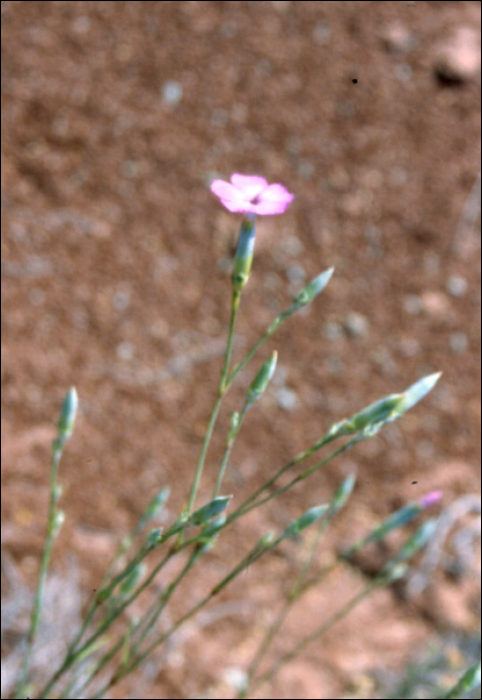 Dianthus caryophyllus