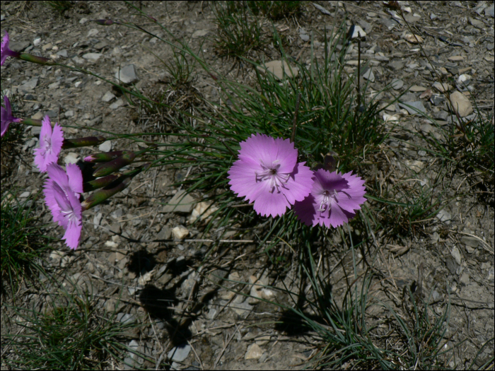 Dianthus caryophyllus