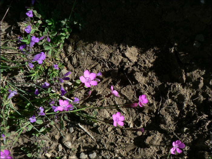 Dianthus deltoïdes L.