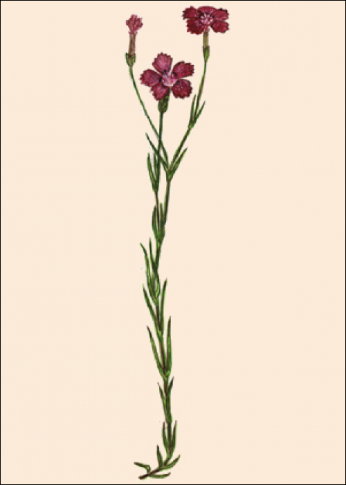 Dianthus deltoïdes L.