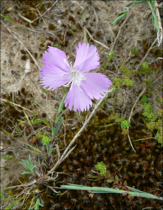 Dianthus gallicus Pers. 