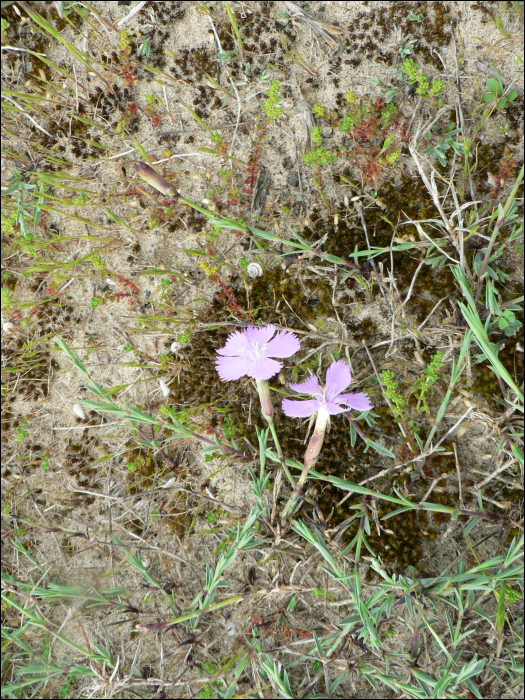 Dianthus gallicus Pers. 