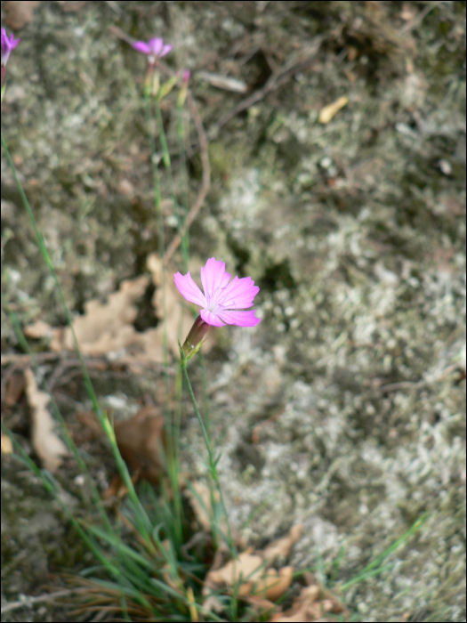 Dianthus gratianopolitanus