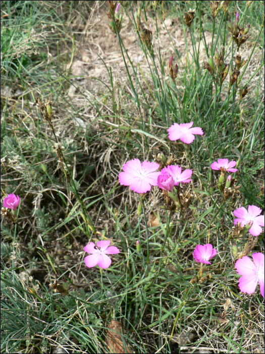 Dianthus gratianopolitanus