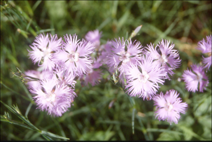 Dianthus monspessulanus L.