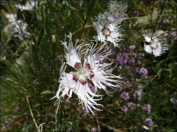 Dianthus monspessulanus L.