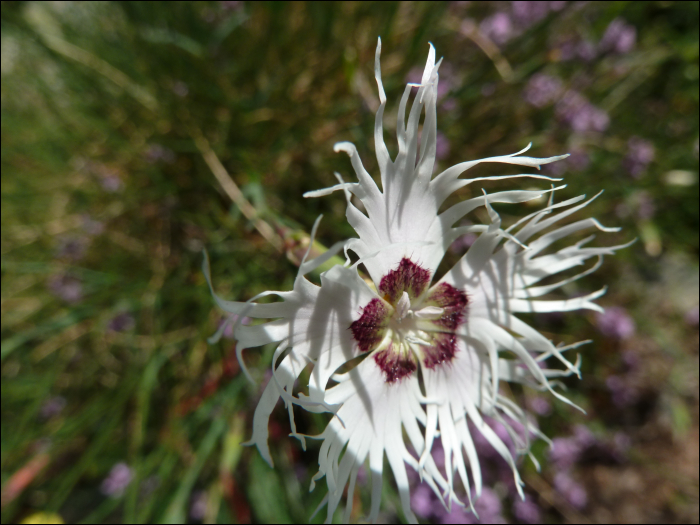 Dianthus monspessulanus L.