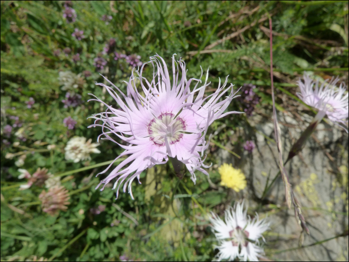 Dianthus monspessulanus L.