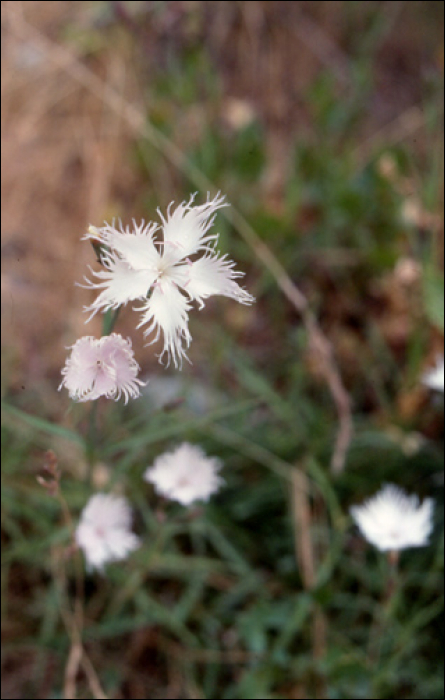 Dianthus monspessulanus L.