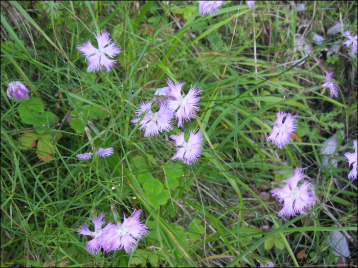 Dianthus monspessulanus L.