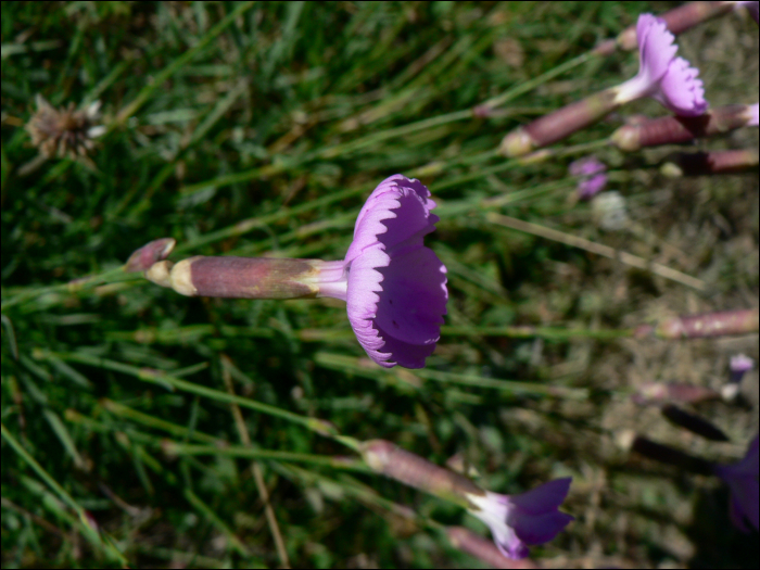 Dianthus pavonius Tausch (=Dianthus neglectus )