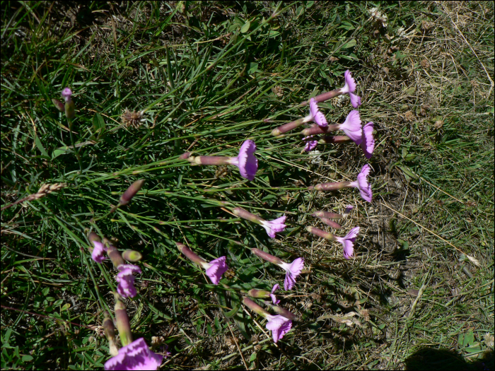 Dianthus pavonius Tausch (=Dianthus neglectus )