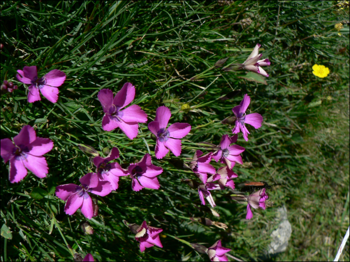 Dianthus pavonius Tausch (=Dianthus neglectus )