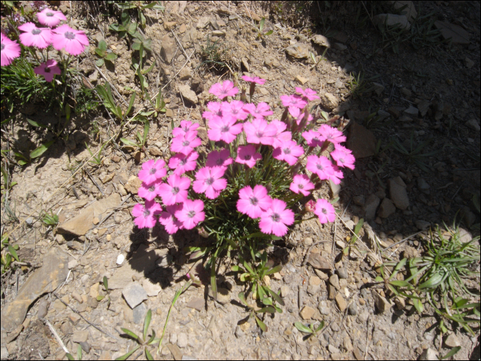 Dianthus pavonius Tausch (=Dianthus neglectus )