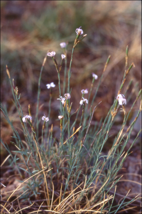 Dianthus pyrenaicus Pourret