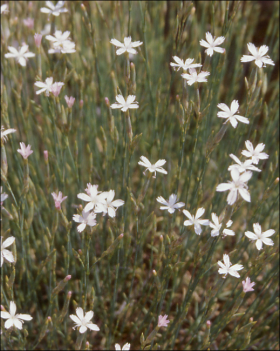 Dianthus pyrenaicus Pourret