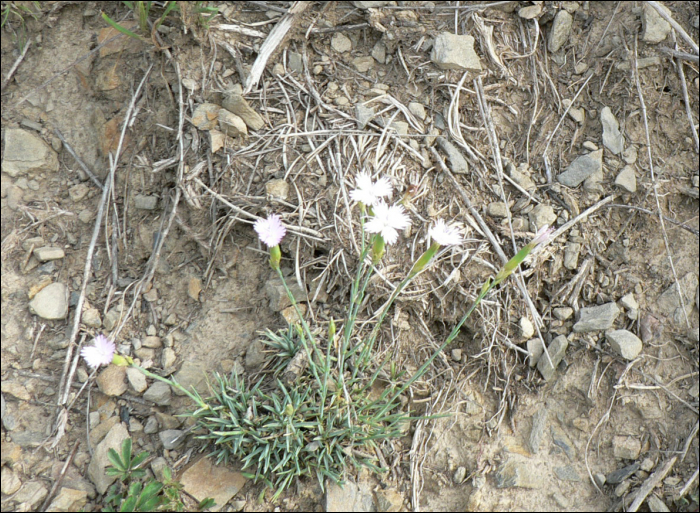 Dianthus pyrenaicus Pourret