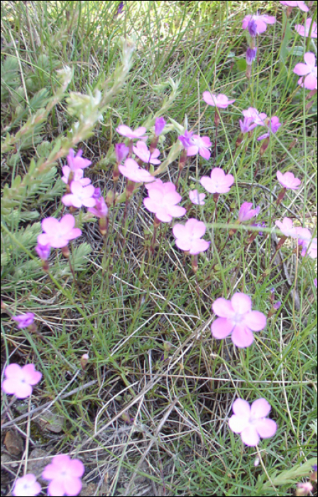 Dianthus seguieri Villars (=Dianthus sylvaticus)