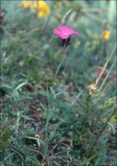 Dianthus seguieri Villars (=Dianthus sylvaticus)