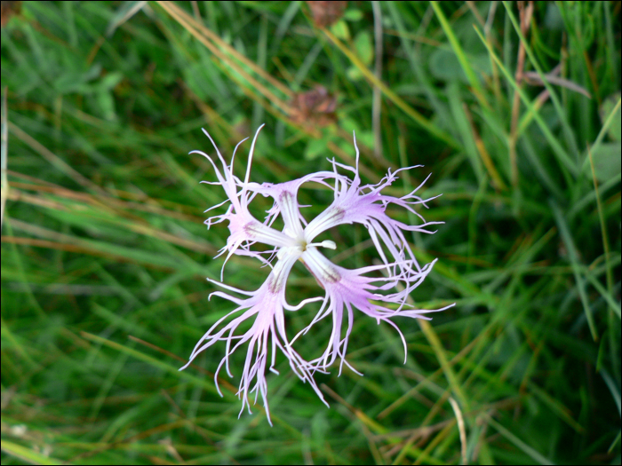 Dianthus superbus L.