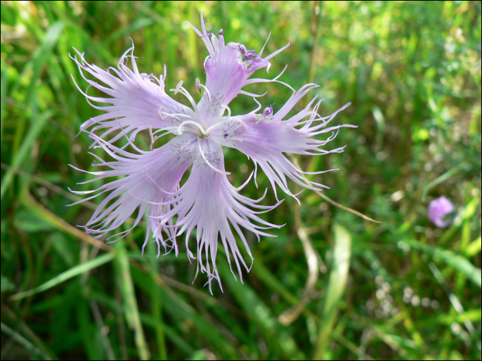 Dianthus superbus L.