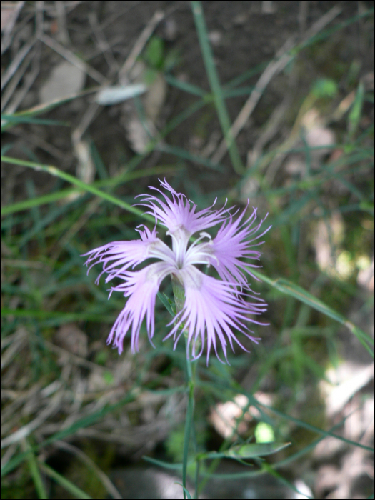 Dianthus superbus L.