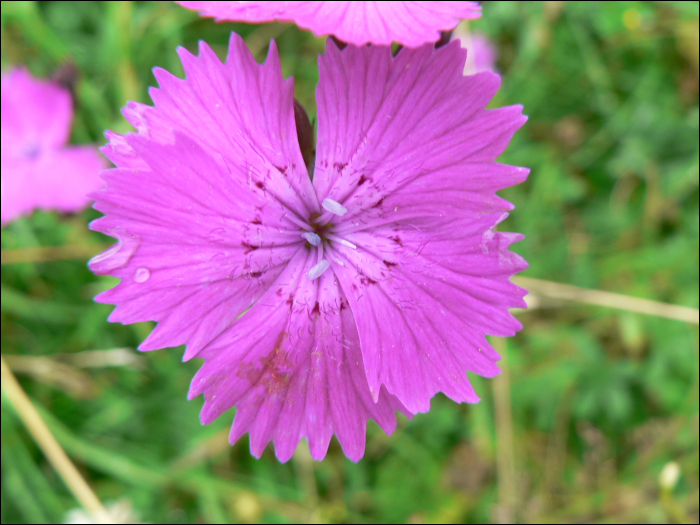 Dianthus sylvestris