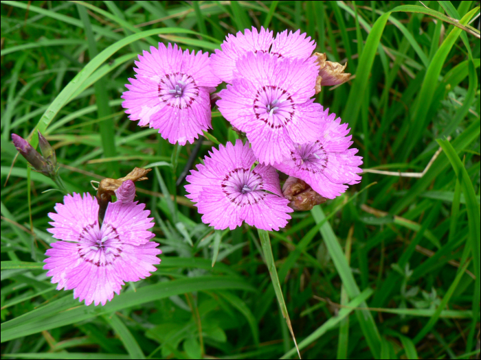 Dianthus sylvestris