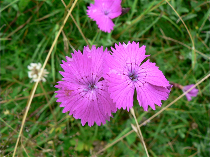 Dianthus sylvestris