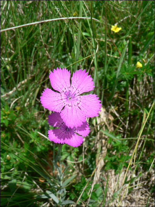 Dianthus sylvestris