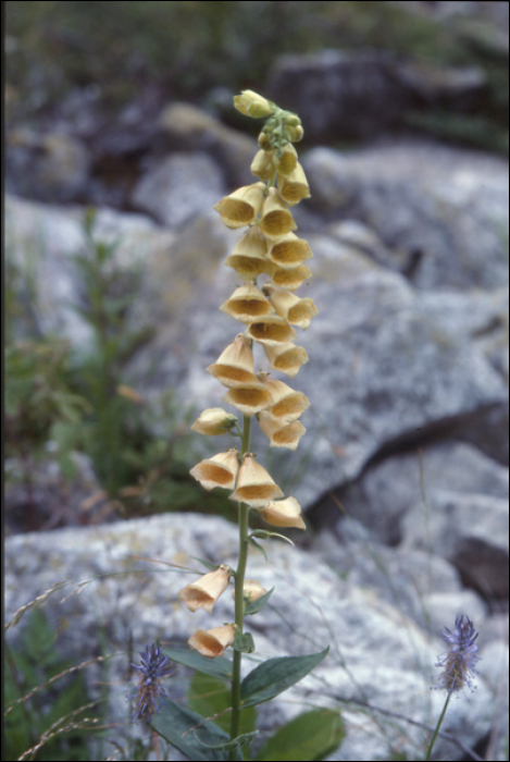 Digitalis grandiflora Miller