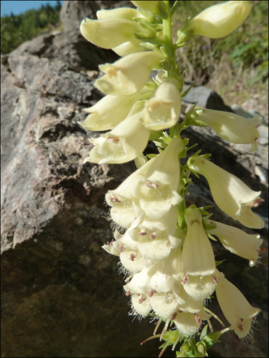 Digitalis lutea L.