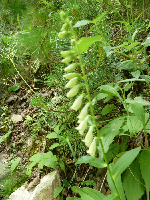 Digitalis lutea L.