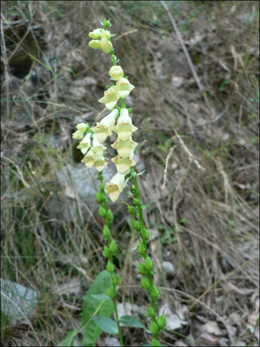 Digitalis lutea L.