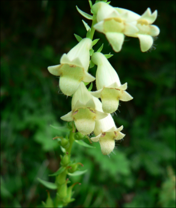 Digitalis lutea L.